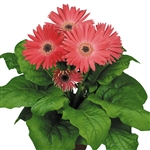 Gerbera F/Line Maxi Pink Bl Ct_disc