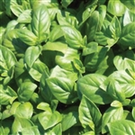 Basil Outdoor