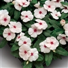 Vinca Sunstorm Apricot