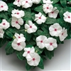 vinca Sunstorm White with Eye