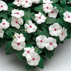 vinca Sunstorm White with Eye