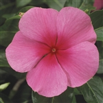 Vinca Sunstorm Rose/Eye