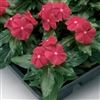 Vinca Sunstorm Bright Red