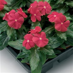 Vinca Sunstorm Bright Red