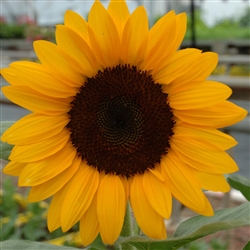 Sunflower Happy Face Orange