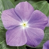 Vinca sunstorm Lt Blue