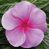 Vinca Sunstorm Blush