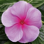 Vinca Sunstorm Blush