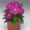 Vinca Sunstorm Dp Orchid