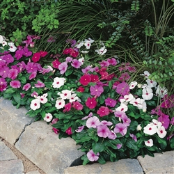 Vinca Sunstorm Mix