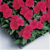 Vinca Sunstorm Red