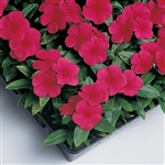 Vinca Sunstorm Red