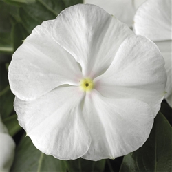 Vinca Sunstorm White