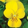 Viola Endurio Pure Yellow