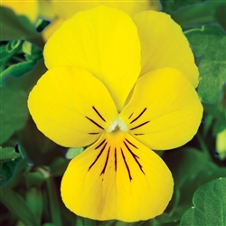 Viola Endurio Pure Yellow