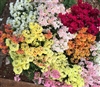 Antirrhinum Twinny Mix