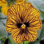 Viola Designer Tiger Eye Yellow