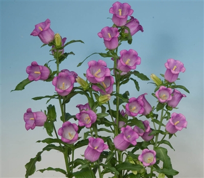 Campanula Champagne Lilac Pell