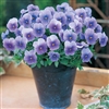 Viola Gem Frosty Blue