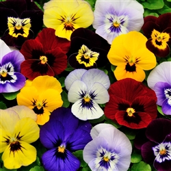 Viola Infinity Smiley Faces Mx
