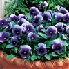 Viola Penny Beaconsfield