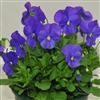 Viola Infinity Blue