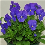 Viola Infinity Blue