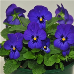 Viola Infinity Electric Blue