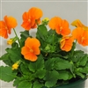 Viola Infinity Orange