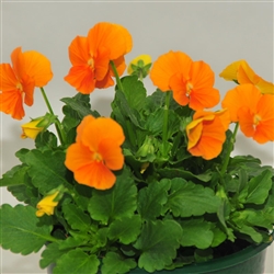 Viola Infinity Orange