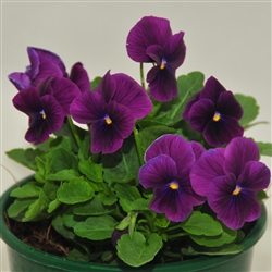 Viola Infinity Violet