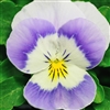 Viola Infinity Wedgewood_disc