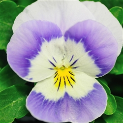 Viola Infinity Wedgewood_disc