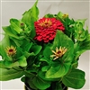 Zinnia Happy Pot Red