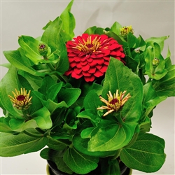 Zinnia Happy Pot Red