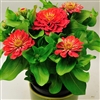 Zinnia Happy Pot Coral