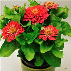 Zinnia Happy Pot Coral