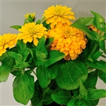 Zinnia Happy Pot Yellow