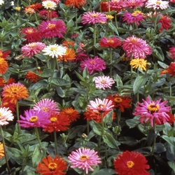 Zinnia Giant Dahlia Flower Mix