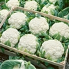 Cauliflower Mini White-Sum/Aut