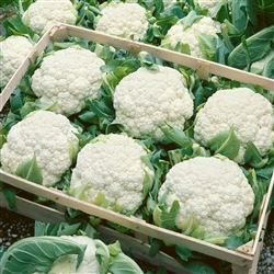 Cauliflower Mini White-Sum/Aut