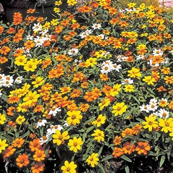 Zinnia Linearis Mix