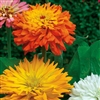 Zinnia Happy Talk