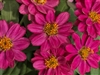 Zinnia Profusion Cherry