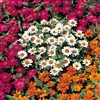 Zinnia Profusion Mix