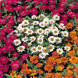 Zinnia Profusion Mix