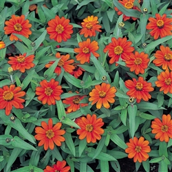 Zinnia Profusion Orange