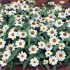 Zinnia Profusion White