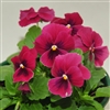 Viola Infinity Rose Blotch