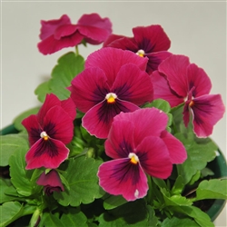 Viola Infinity Rose Blotch